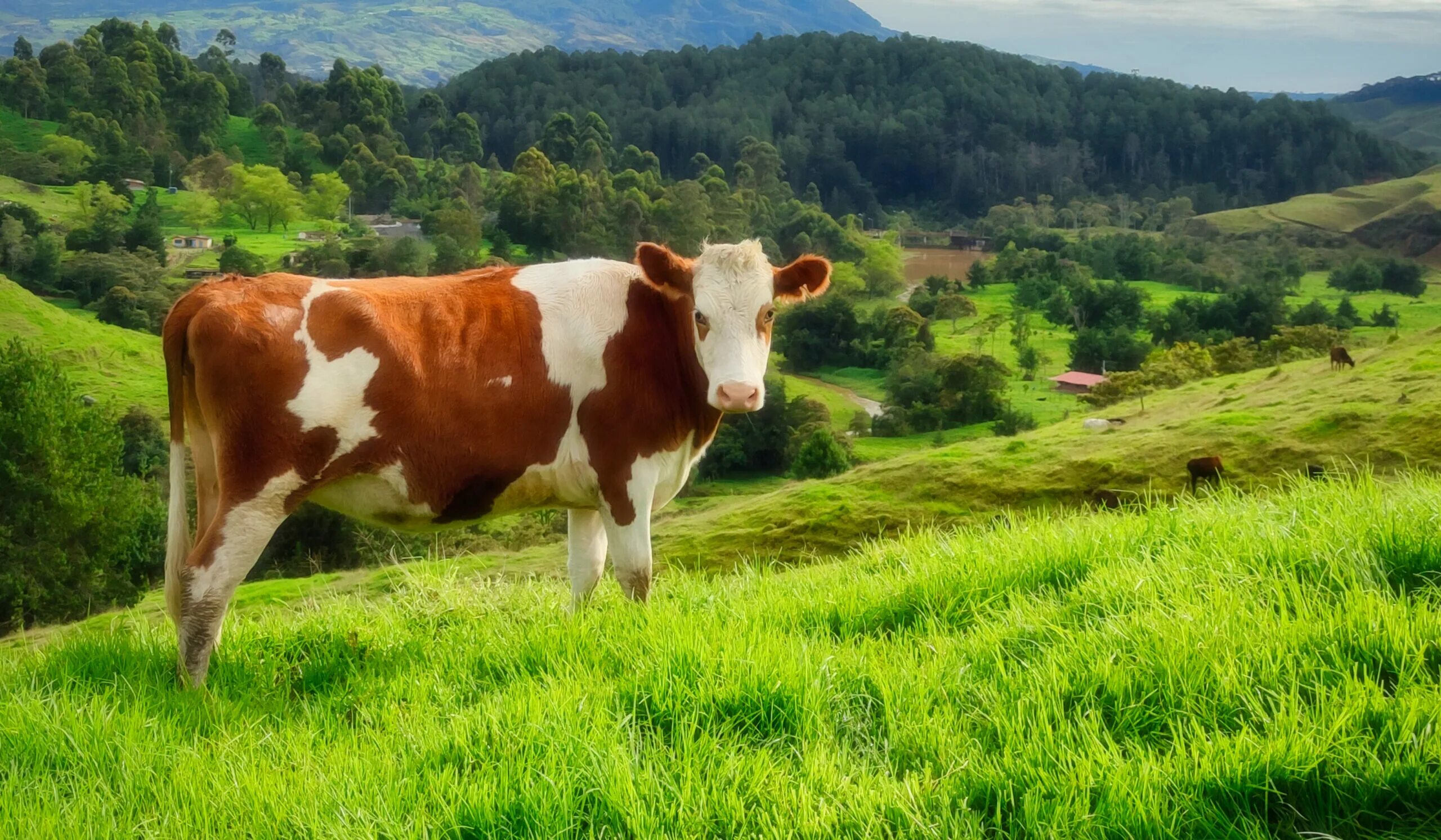 Молочное животноводство. Приснилась корова. К чему снится корова. Районы молочного скотоводства в мире.