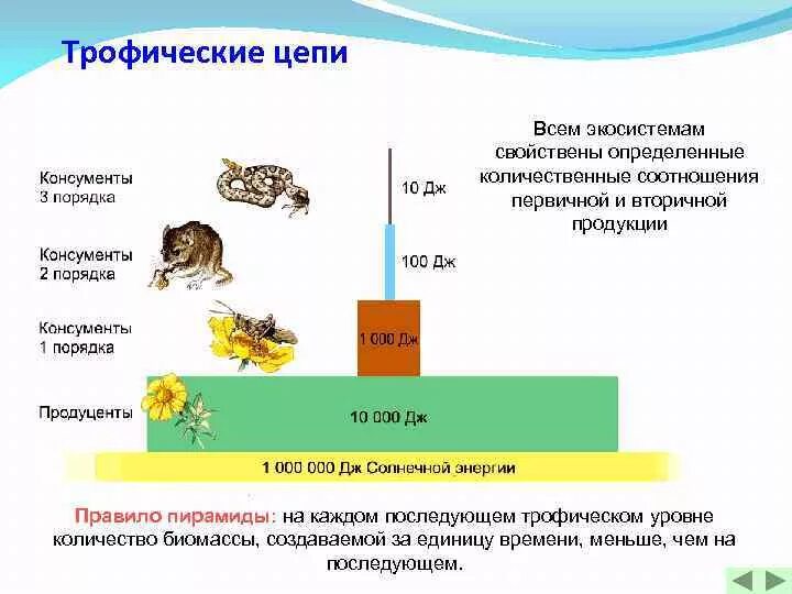 1 2 3 Трофический уровень. Трофические уровни экосистемы. Экологическая пирамида консументы продуценты. Экологическая пирамида консументы редуценты.