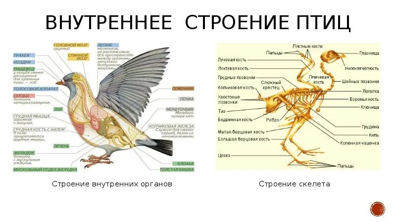 Внутреннее строение птиц. Класс птицы строение. Строение внутренних органов птицы. Строение птицы цевка.