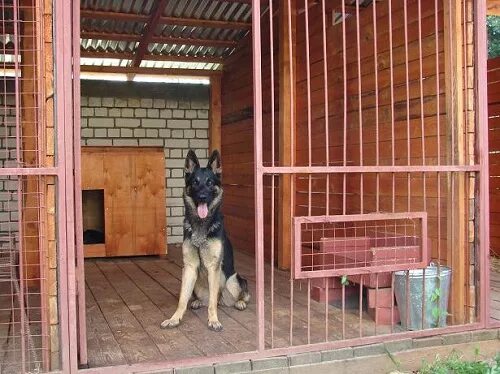 Открытый вольер для собаки. Место содержания собак. Бигль в клетке. Вольер для служебной собаки мвд. Гостиница для собак вольер.