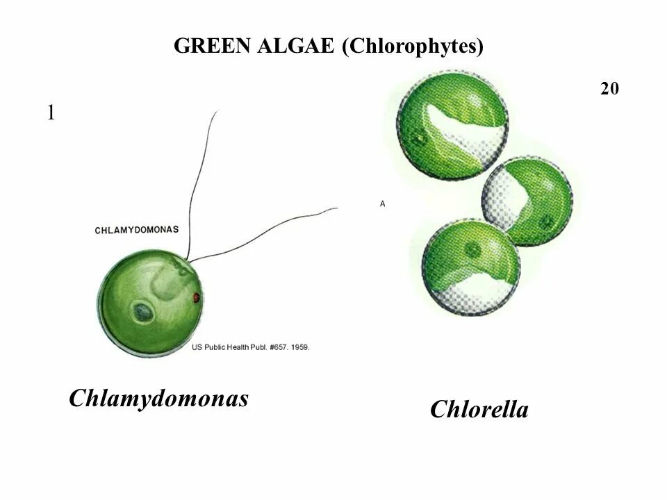 Строение хлореллы. Хлорелла строение клетки. Хламидомонада и хлорелла. Хлорелла водоросль строение. Зеленые водоросли хлореллы строение.