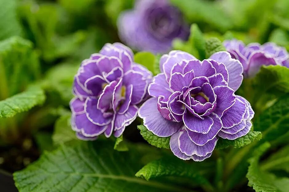 Питомники примул. Примула belarina. примула belarina amethyst ice. примулы belarina rosette. примула махровая беларина.