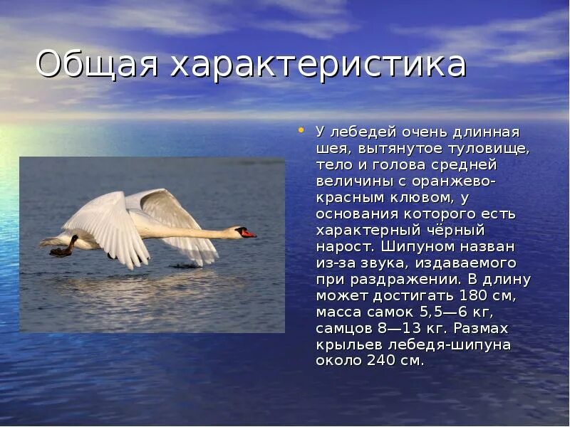 Лебедь шипун сообщение для 2 класса. Описание лебедя. Рассказ о лебеде. Интересные факты j kt,tlz[. Лебедь описание 4 класс литературное чтение.