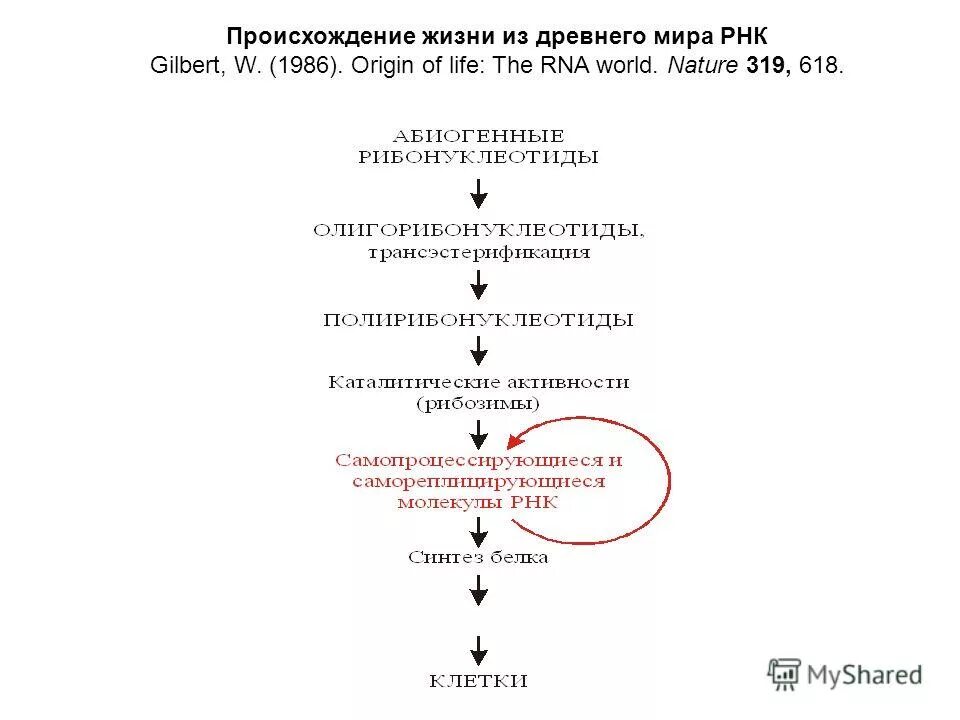 рнк. развитие рнк. типы рнк. развитие рнк. эволюция рнк.