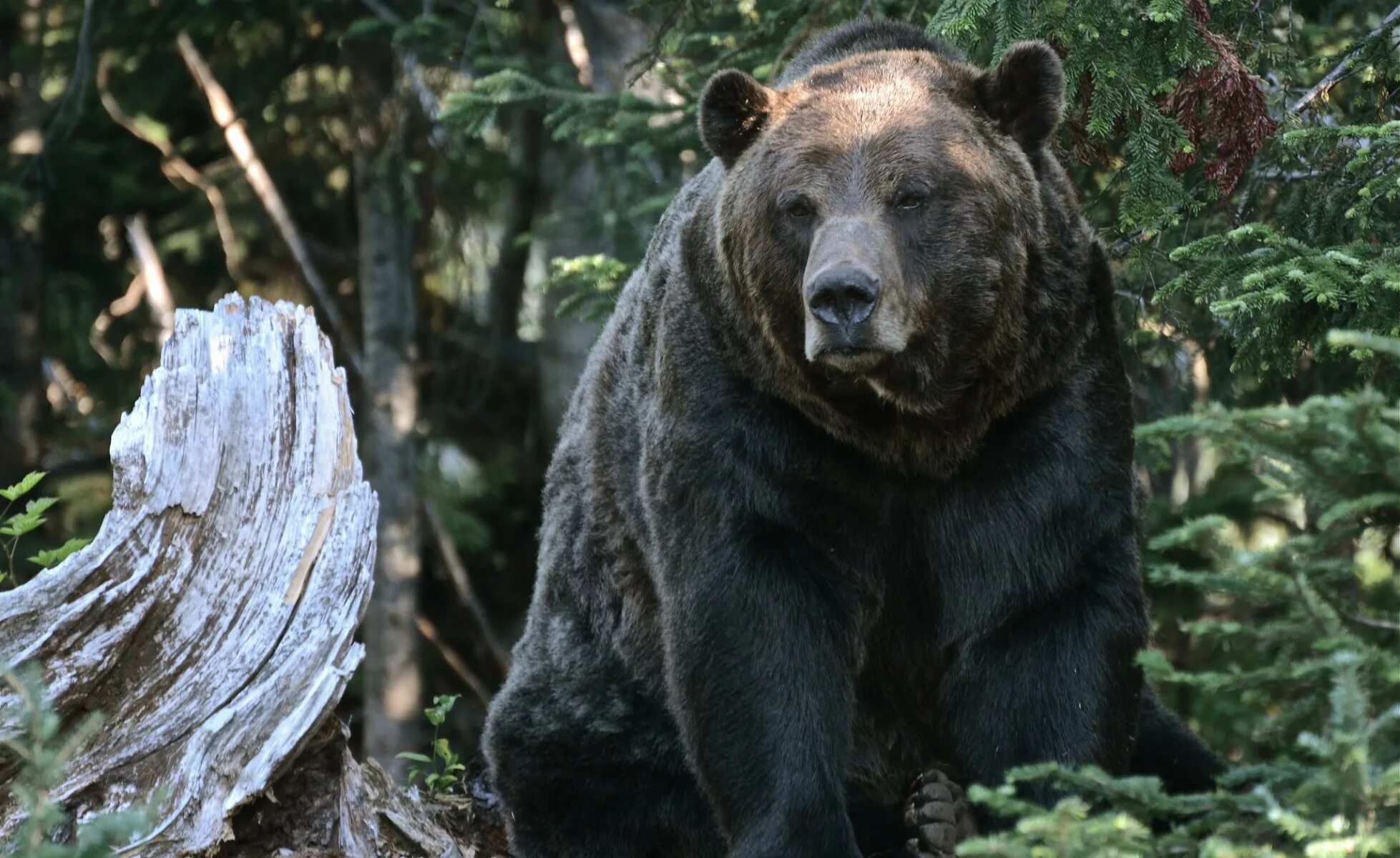 Медведь Гризли. Гризли Grizzly, Гризли, медведь.. Американский медведь Гризли. Канадский Гризли.