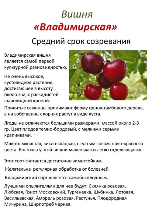 Вишня молодежная описание фото отзывы морозостойкость. Сорт вишни Владимирская. Вишня сорт Любская. Вишня Владимирская привитая описание. Вишня Любская характеристики.