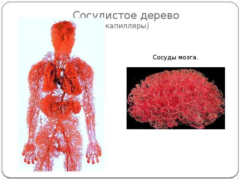 Пронизан кровеносными капиллярами. Кровеносные сосуды человека. Капиллярная система человека. Капилляры в теле человека.