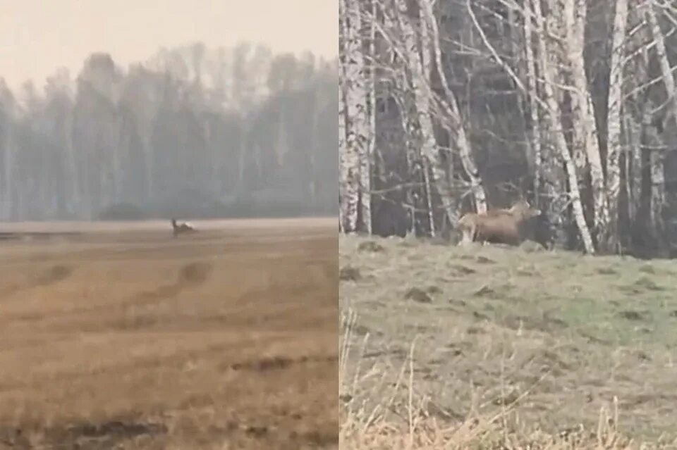 Лось фото. Лесные пожары. Лесные пожары в Новосибирской области.