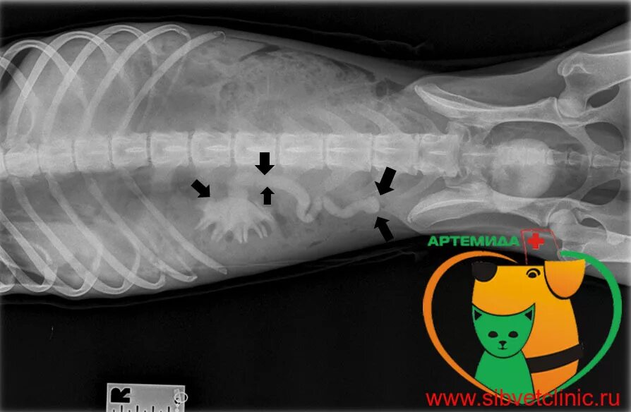 У кошки увеличены. Рентген брюшной полости кота.