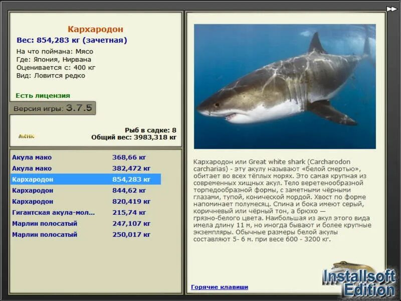сколько весит большая акула. большая белая акула размер. максимальный вес акулы. размер акулы мегалодона. акула размеры и вес.