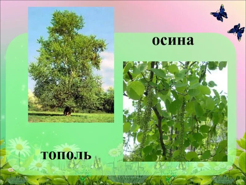 Как отличить осину