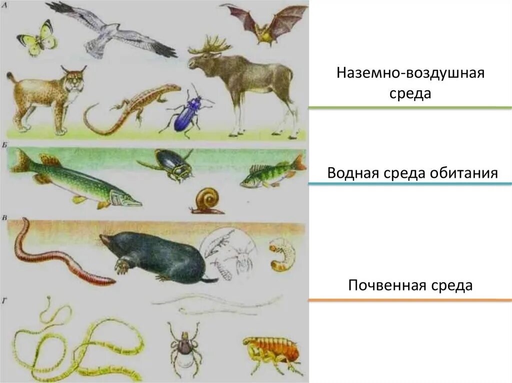 Животные из каждой среды обитания. Среды обитания животных. Животные разных сред обитания. Обитатели сред жизни. Животные по средам обитания.