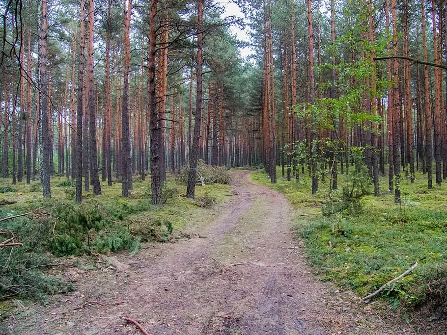 Хвойная тишина. Дорога в хвойном лесу. Дорога в заболоченном лесу. Заброшенная дорога в хвойном лесу. Дорога в ЕКБ хвойный лес.