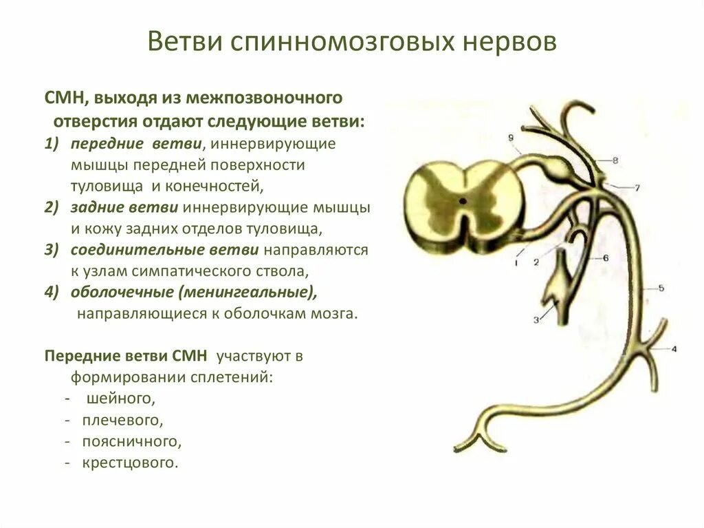 Ветви спинномозгового нерва и их функции. Спинномозговые нервы ветви спинномозговых нервов. Схема образования сплетений спинномозговых нервов. Спинномозгового нерва характеристику ветвям.