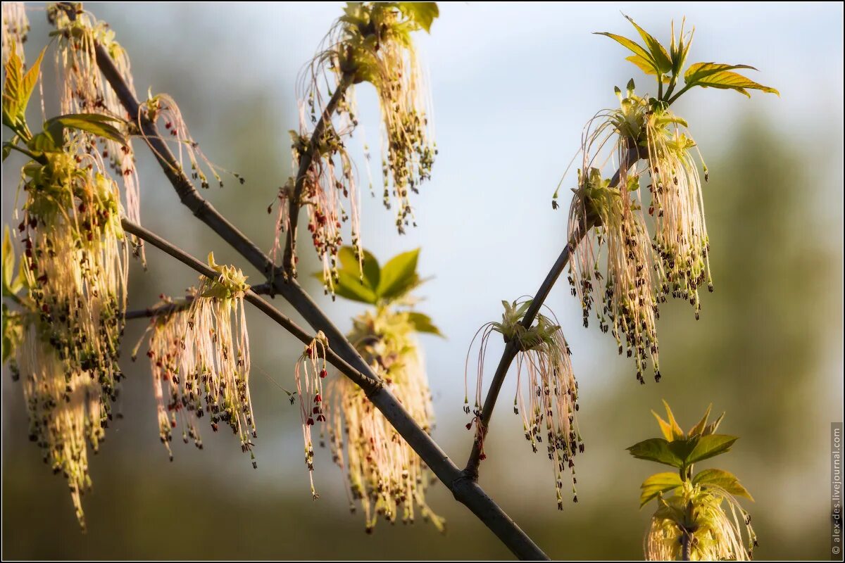 Ясень обыкновенный весной. Ясень цветение. Ясень ланцетный цветение. Ясень ланцетный цветение. Ясень обыкновенный цветет.