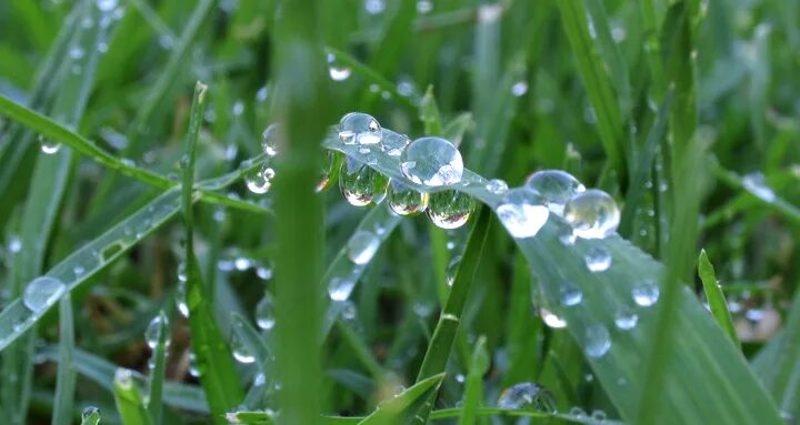 солнце в капле росы. три росы. макросъемка. три росы. растение которое собирает росу.