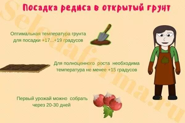 Схема посева редиса в открытом грунте. Редис схема посадки в открытый грунт. Схема посадки редиса в открытый грунт редис. Глубина посадки семян редиски в открытый грунт. Посадка редиски в открытый грунт