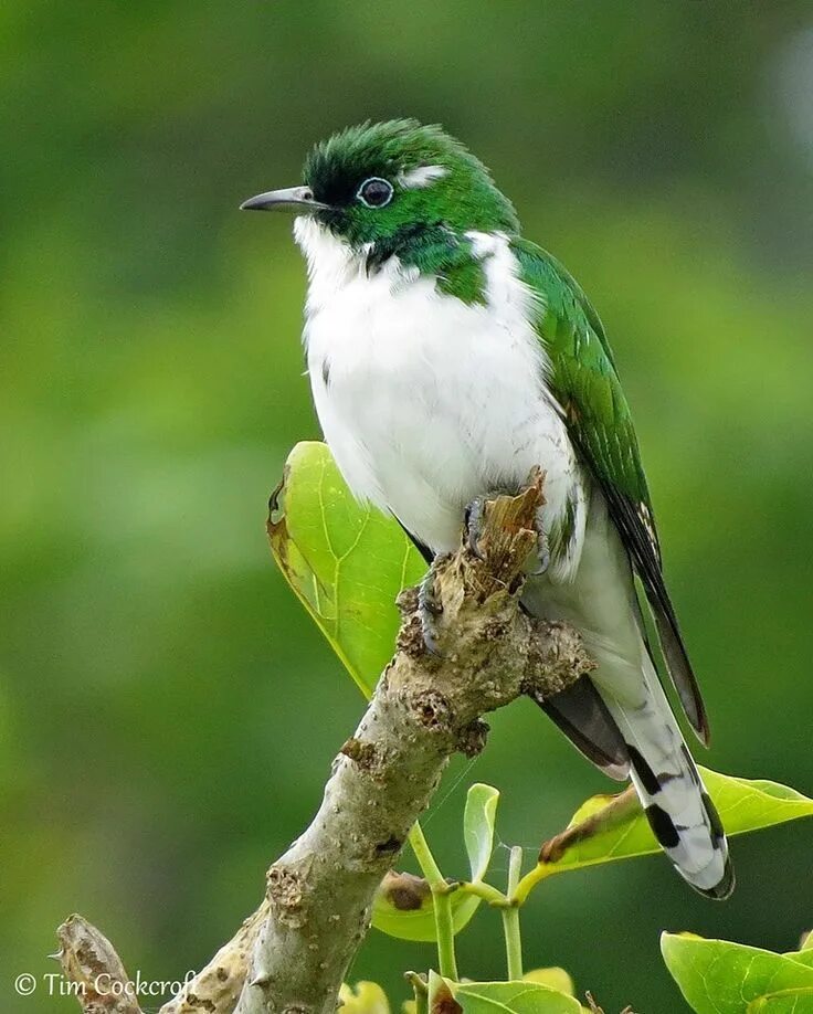 Бурая пеночка. Птица зеленая с белым. Отряд воробьиных желтогрудка. Птица зеленая с белым. Птичка зеленоватая лесная.