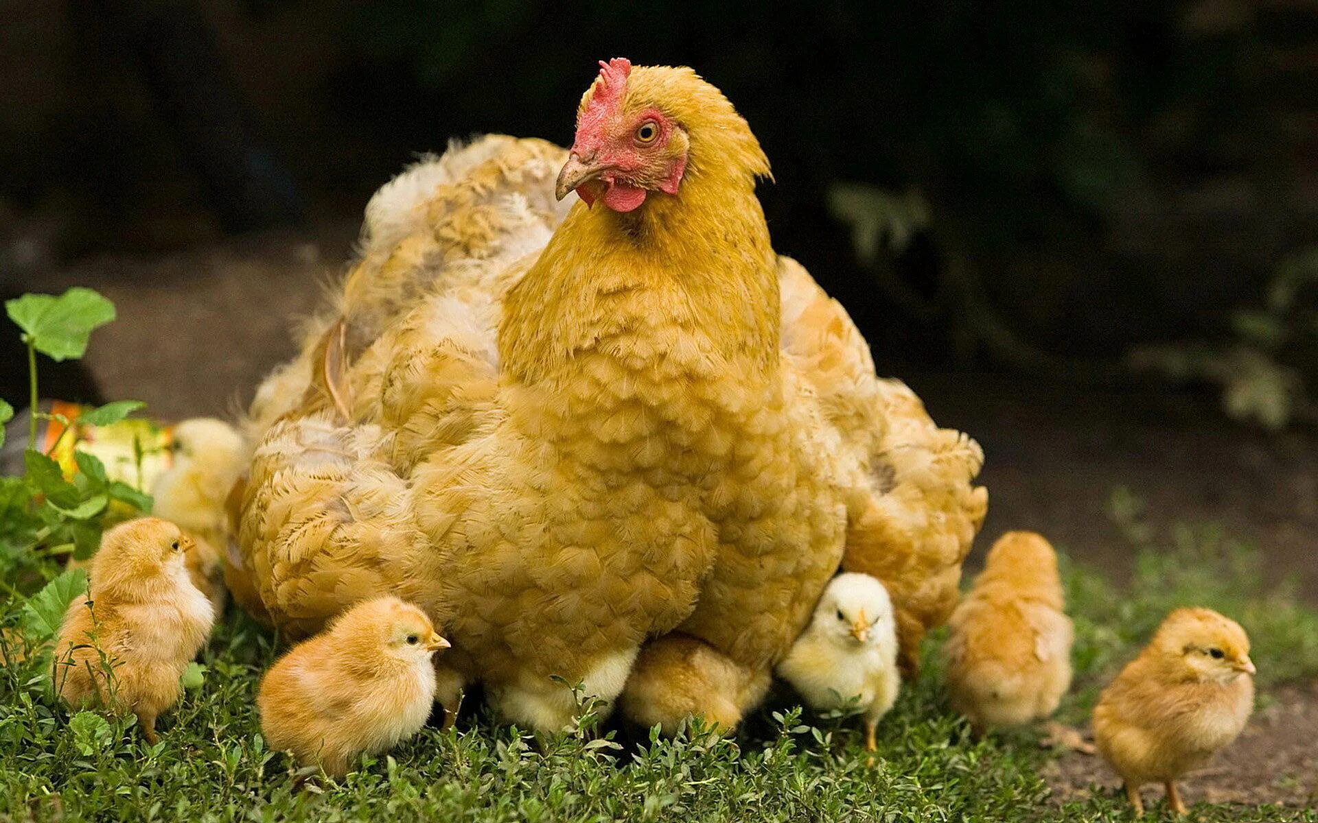 Петух Орпингтон. Цыплята кохинхин. Курица Брама Квочка. Орпингтон желтый.
