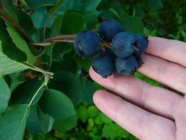 Ирга канадская нортлайн. Ирга круглолистная (amelanchier ovalis). Ирга круглолистная. Ирга ягода дерево. Ирга садовая.
