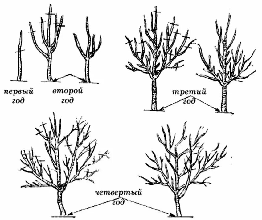 Обрезка деревьев схема плодовых весной. Формирование яблони разреженно ярусная крона. Формирование разреженно-ярусной кроны яблони. Схема формирования разреженно-ярусной кроны яблони. Формирование разреженно ярусной кроны.