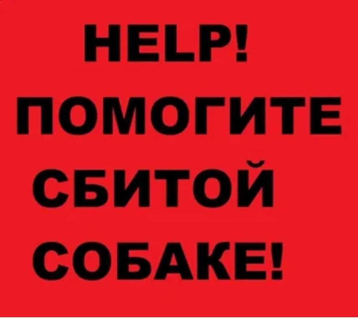 Нужно помочь собаке. Нужна помощь сбитой собаке. Срочно нужна помощь собаке. Сос нужна помощь собаке.