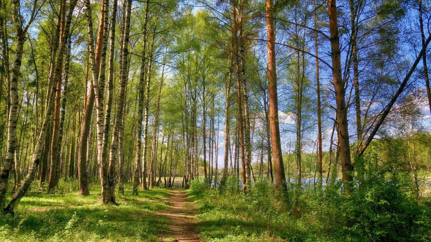 Брянский лес летом. Майский лес россия. май в лесу. лес в мае. красивый майский лес.