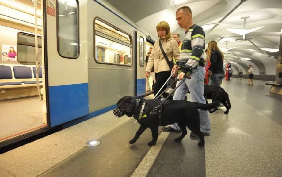 Собаки поводыри в метро. Собаки поводыри в метро Санкт-Петербурга. Собака поводырь. Собака поводырь для слепых.
