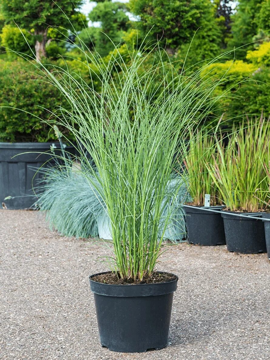 мискантус китайский gracillimus. мискантус китайский грацилимус. мискантус китайский miscanthus sinensis 'gracillimus'. мискантус китайский грацилимус. мискантус gracillimus.