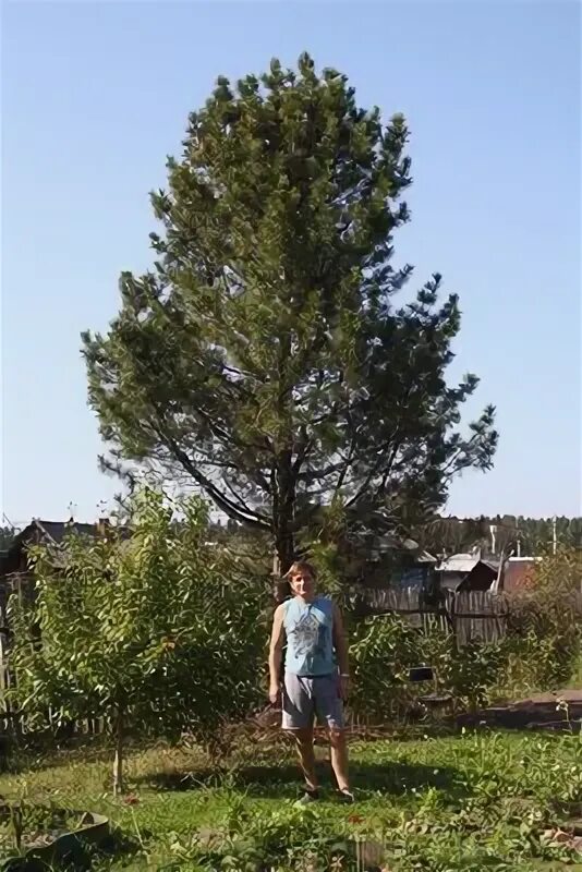 Кедр в подмосковье. Сибирский кедр в подмосковье. кедр 20 летний. кедр сибирский на участке. кедра на даче в подмосковье.