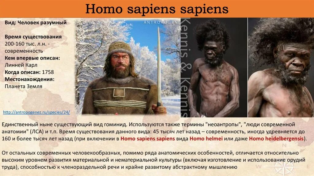 Хомо сапиенс человек разумный сформировался около. Человек разумный homo sapiens. Хомосапиенс человек разумный. Homo sapiens и homo sapiens sapiens. Виды хомо сапиенс.