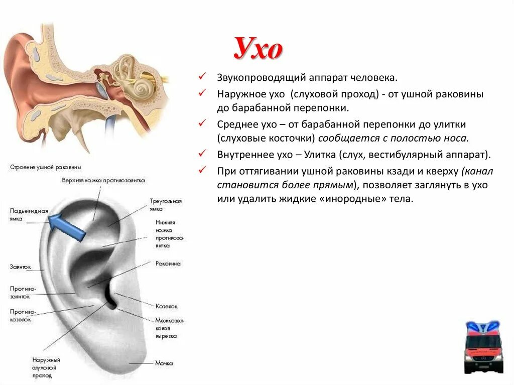 Ушной раковины функции ушной. Звукопроводящий аппарат уха. Звукопроводящий аппарат органа слуха представлен. Наружное среднее и внутреннее ухо.