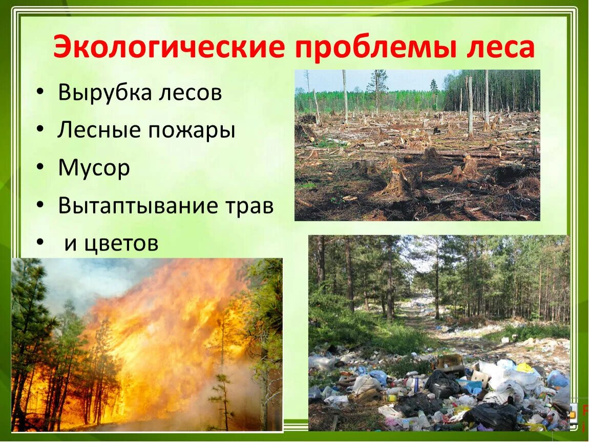 Экологические проблемы леса. Экологические проблемы Лема. Проблемы экологии леса. Вырубка лесов экологическая проблема.