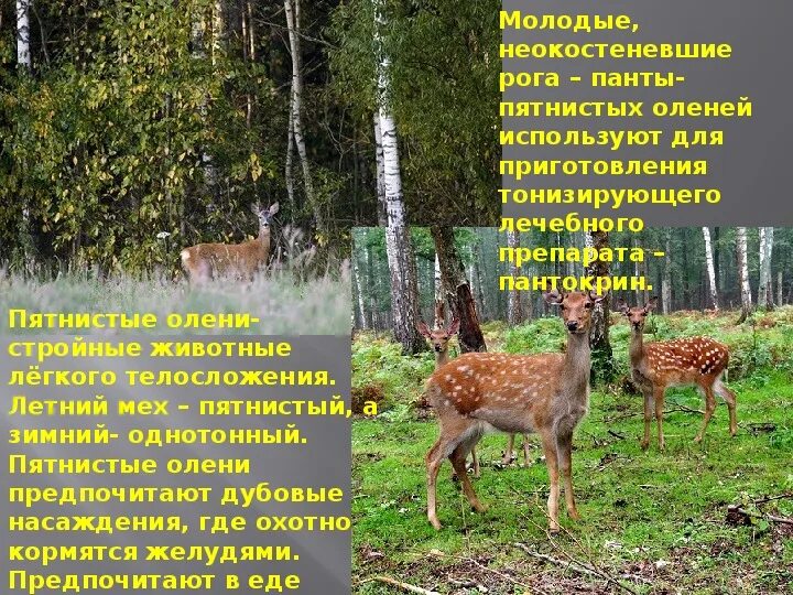 Проект приокско террасный заповедник 4 класс Приокско-Террасный заповедник (Зубровник) DRIVE2