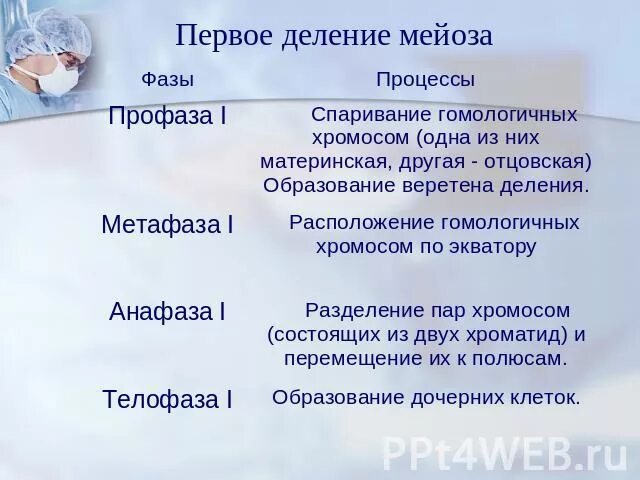 Чем отличались первые. Первое деление мейоза отличается от второго деления мейоза. Чем отличается 1 деление мейоза от 2 деления мейоза. Первое деление мейоза таблица. Первое и второе мейотическое деление кратко.