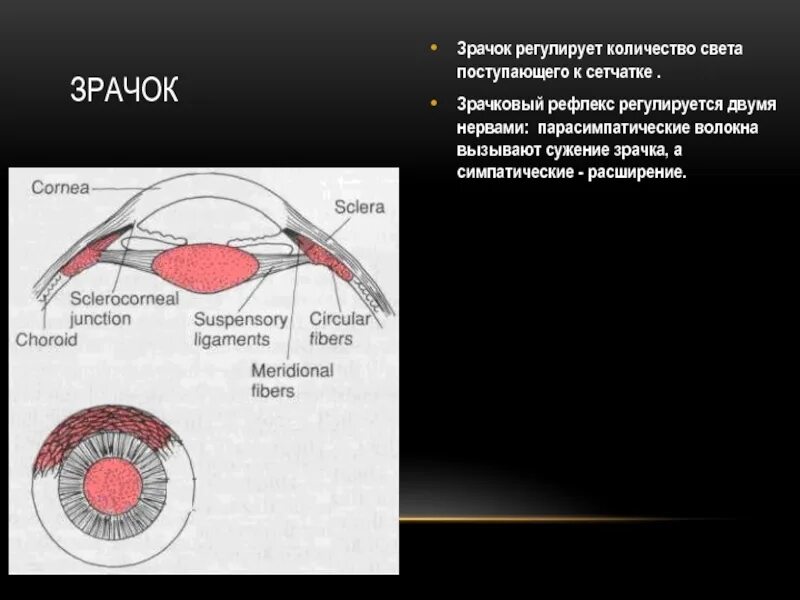 Зрачковый рефлекс регулируется. Зрачок и зрачковый рефлекс. Регуляция зрачка. Регуляция просвета зрачка.