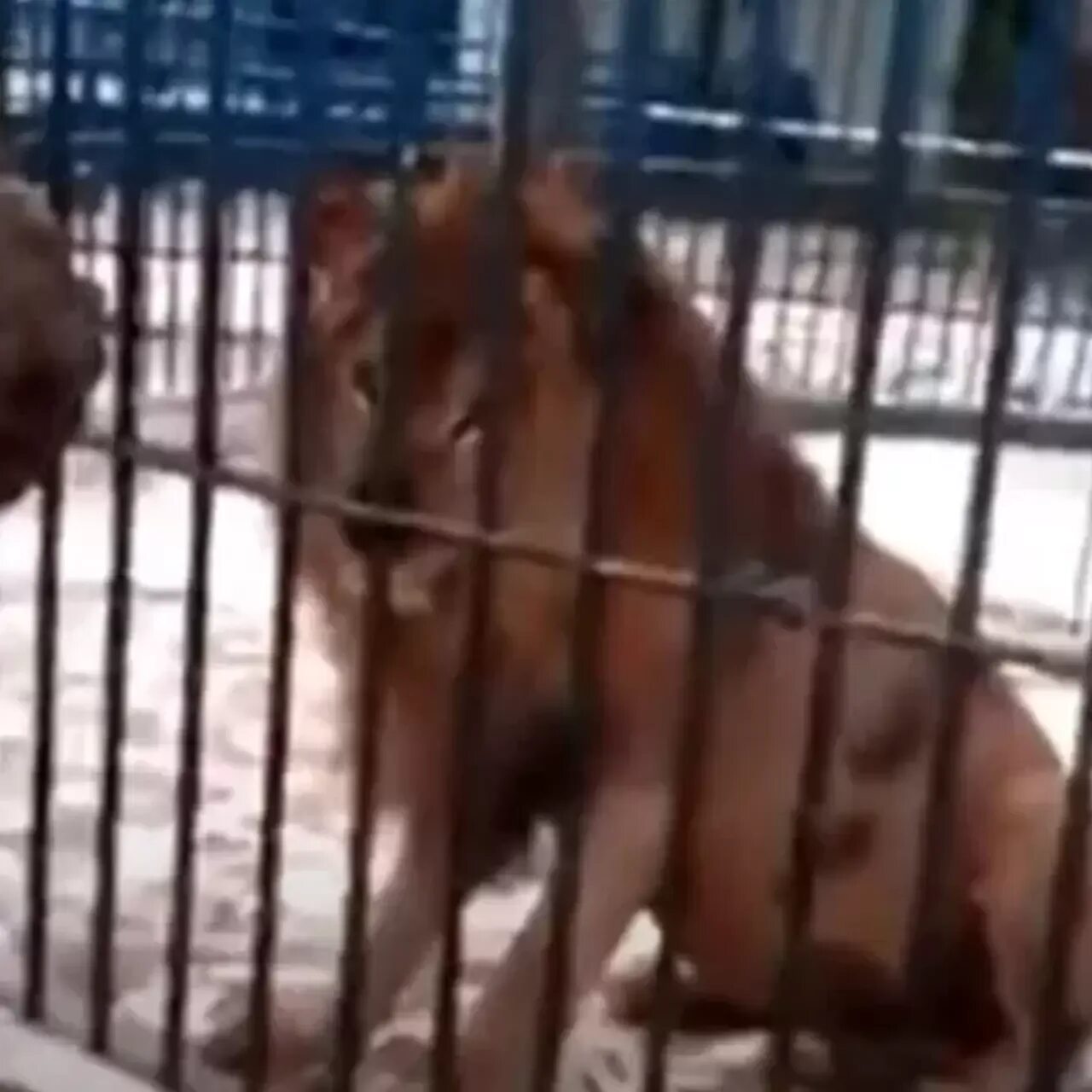 Лев укусил за руку. Лев укусил за руку. Лев укусил за руку. Погладить льва. Львица кусает.