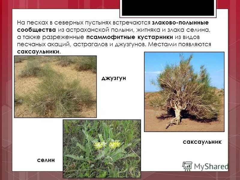 джузгун. типичная растительность пустыни. пустынные растения названия. растения пустыни таблица. растения пустыни в росси.