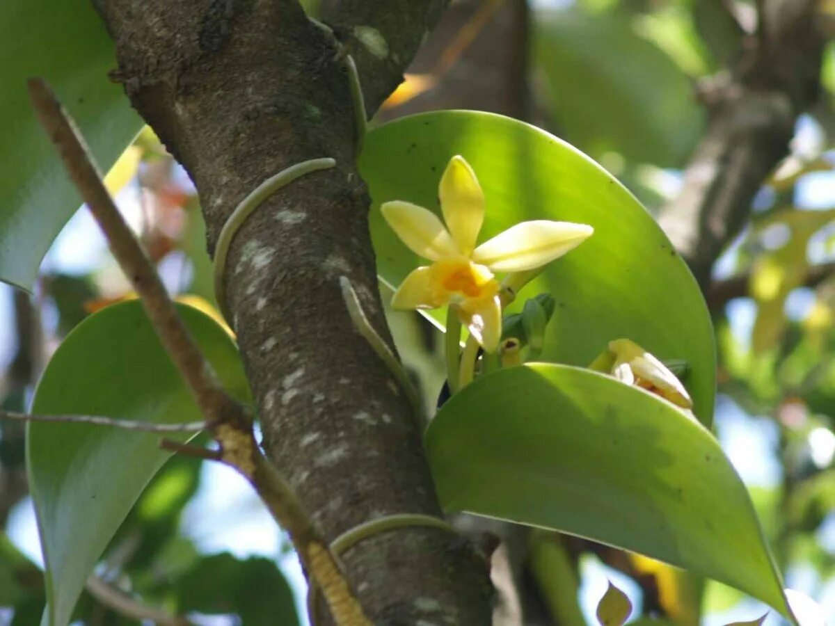 Vanilla plants. Мадагаскарская ваниль. Цветы мадагаскарской ванили. Мадагаскарская ваниль растение. Мадагаскар ваниль.