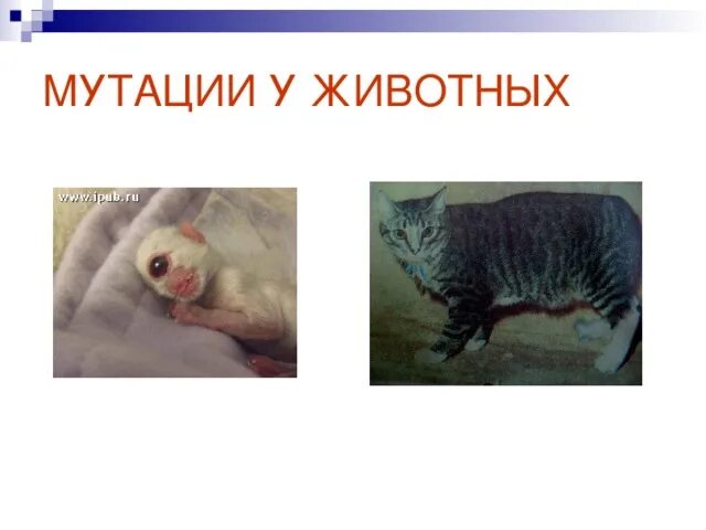 Мутации у животных примеры. Ядерные мутации животных. ядерные мутации примеры. лучевая болезнь животных.