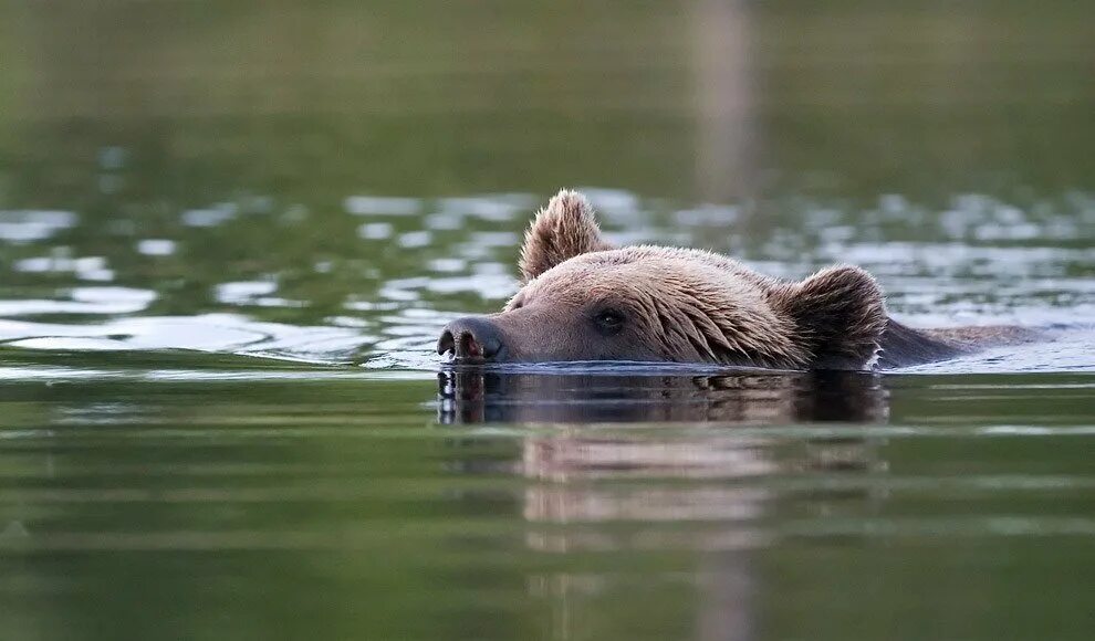 Can bears swim
