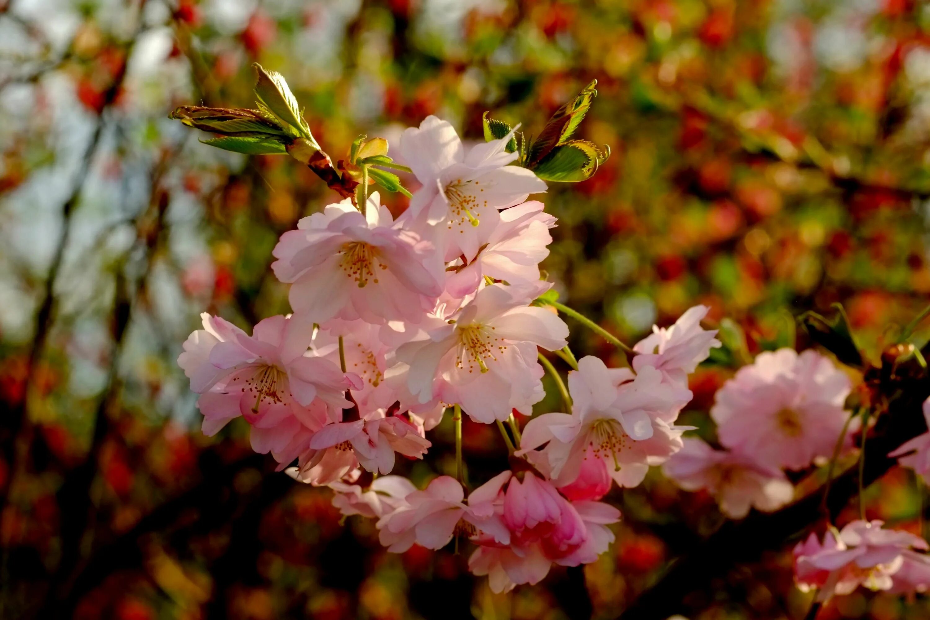 Bahor rasmlari. Вишня Бахор дерево. Вишни в цвету. Соцветие вишни. Весенние цветы фото на рабочий стол.