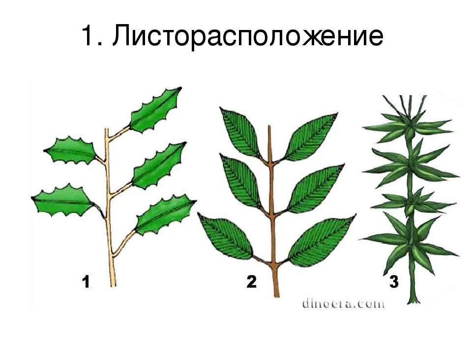 Очередное супротивное мутовчатое листорасположение. Мутовчатое листорасположение. Супротивные листья.