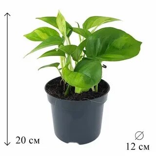 Global plant