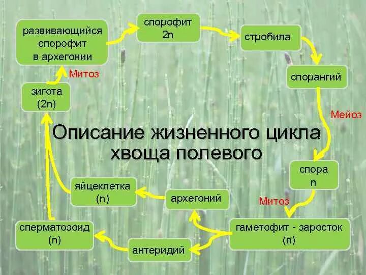 Споры хвощей набор хромосом