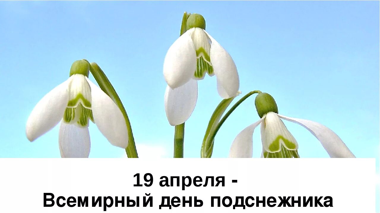 Апрель дата. День подснежника. 19 Апреля день подснежника. День подснежника 2021. Празднование дня подснежника.