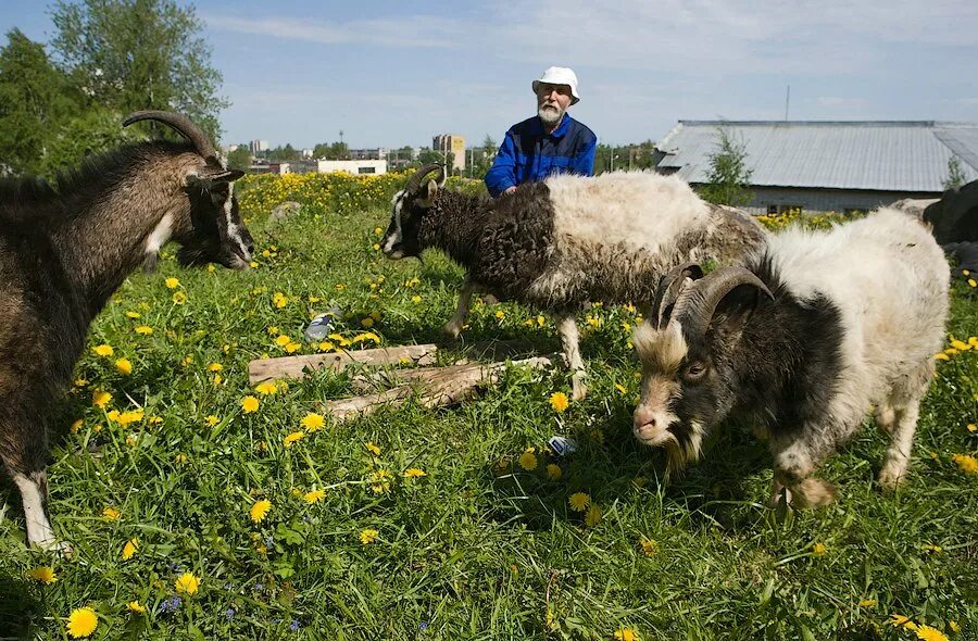 понос у козлят