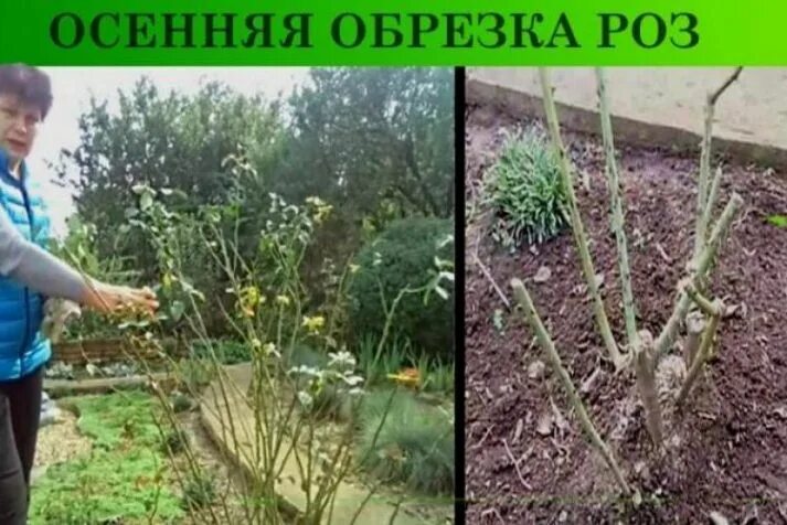 Когда обрезают розы в подмосковье. Обрезка на зиму. Правильная обрезка роз. Надо ли обрезать розы на зиму в Подмосковье. Кустовые розы в саду обрезка.