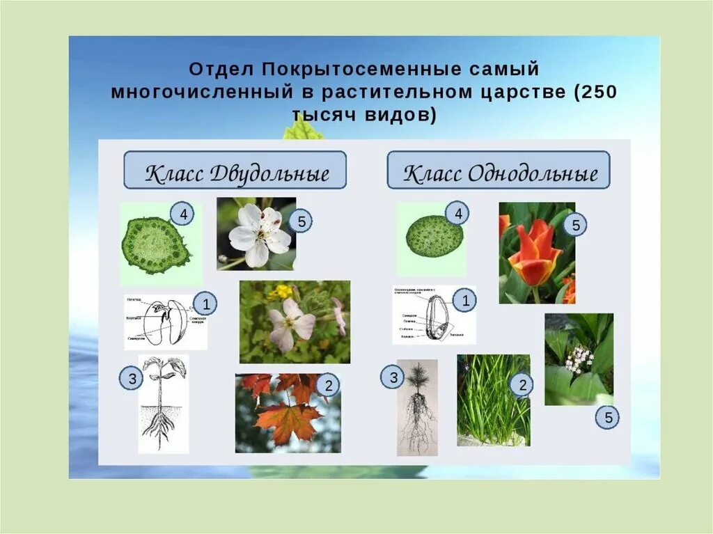 Отдел покрытосеменных (цветковых)растений. Отдел Покрытосеменные цветковые растения. Разнообразие цветковых растений. Разнообразие растений цветковые растения.