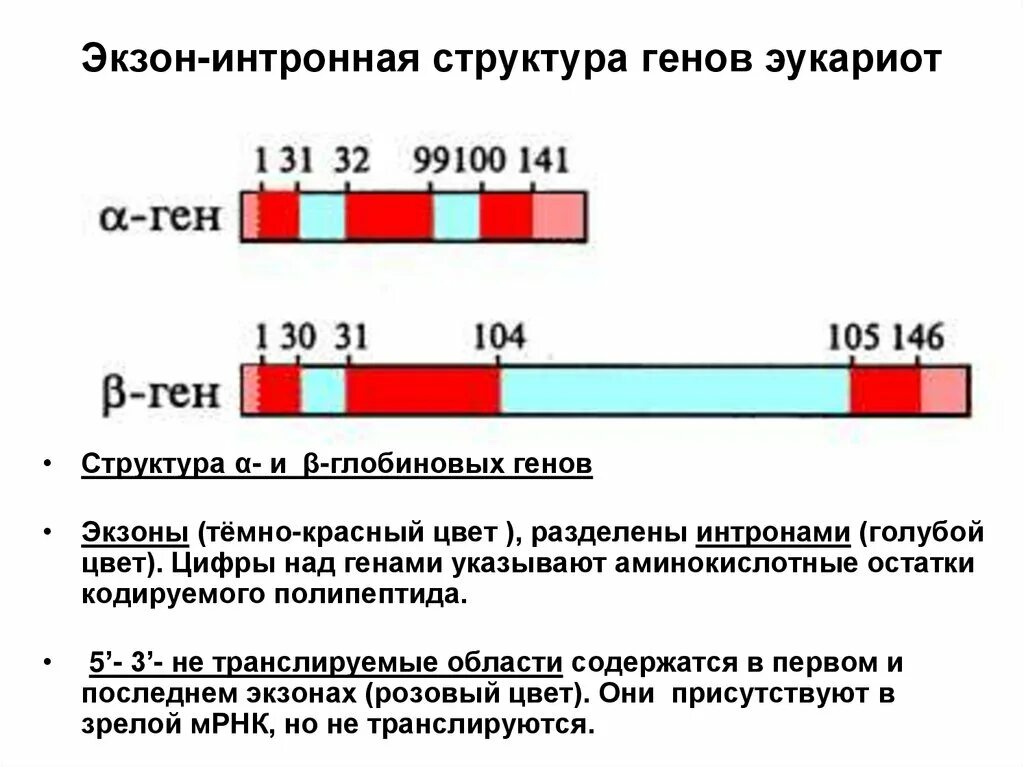 Экзон рф ответы. Структура Гена эукариот. Экзон-интронная организация генов эукариот. 3.Экзонно-интронная организация генома.. Ген эукариот имеет экзонно интронную структуру.